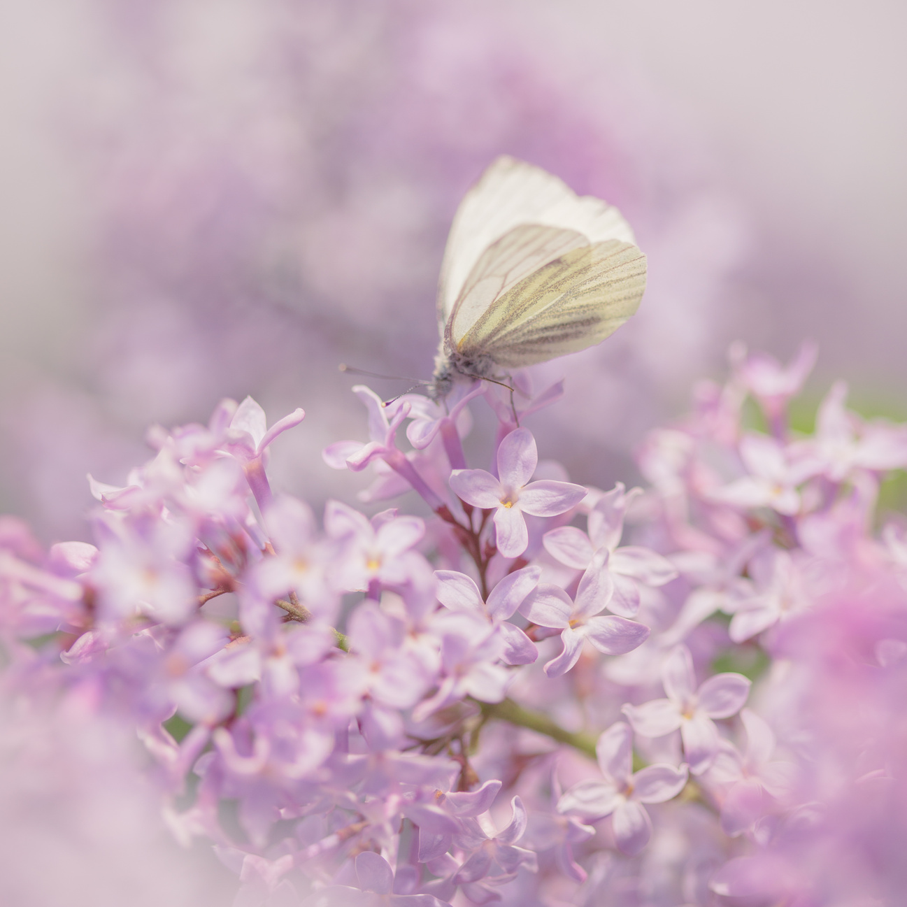 Lilac and butterfly